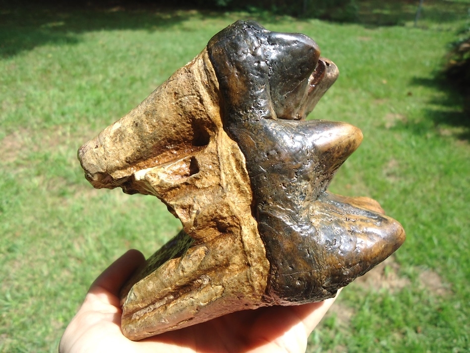 Large image 7 Beautiful Yellow Rooted Three Hump Mastodon Tooth