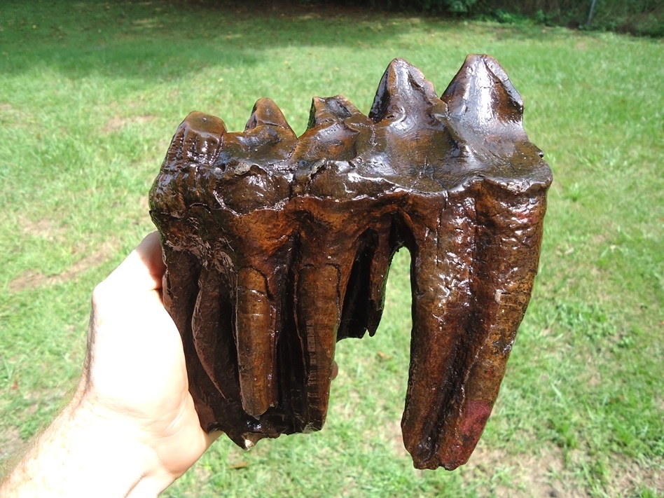 Large image 1 Huge Rooted Five Hump Mastodon Tooth
