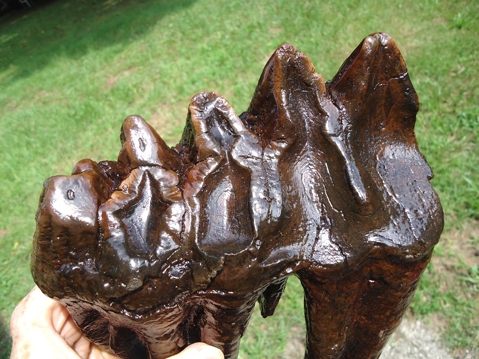 Large image 2 Huge Rooted Five Hump Mastodon Tooth