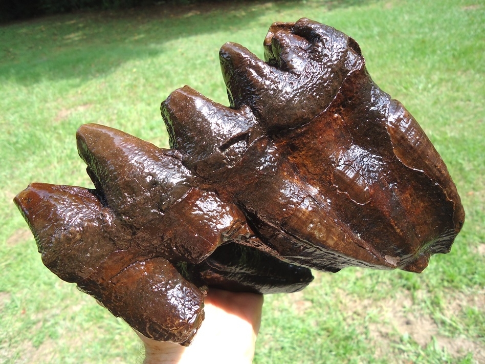 Large image 3 Huge Rooted Five Hump Mastodon Tooth