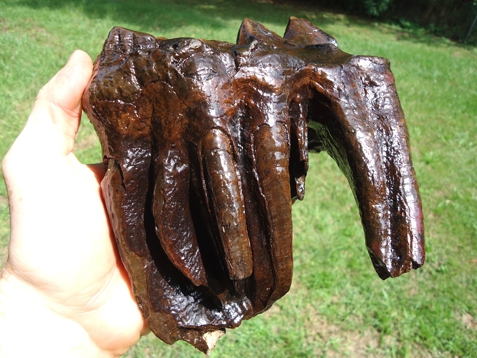Large image 4 Huge Rooted Five Hump Mastodon Tooth