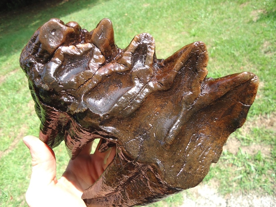 Large image 5 Huge Rooted Five Hump Mastodon Tooth