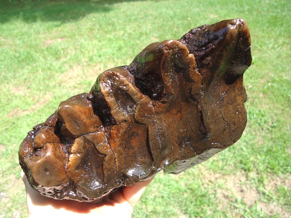 Large image 6 Huge Rooted Five Hump Mastodon Tooth