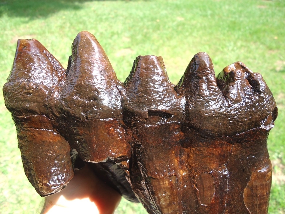 Large image 7 Huge Rooted Five Hump Mastodon Tooth