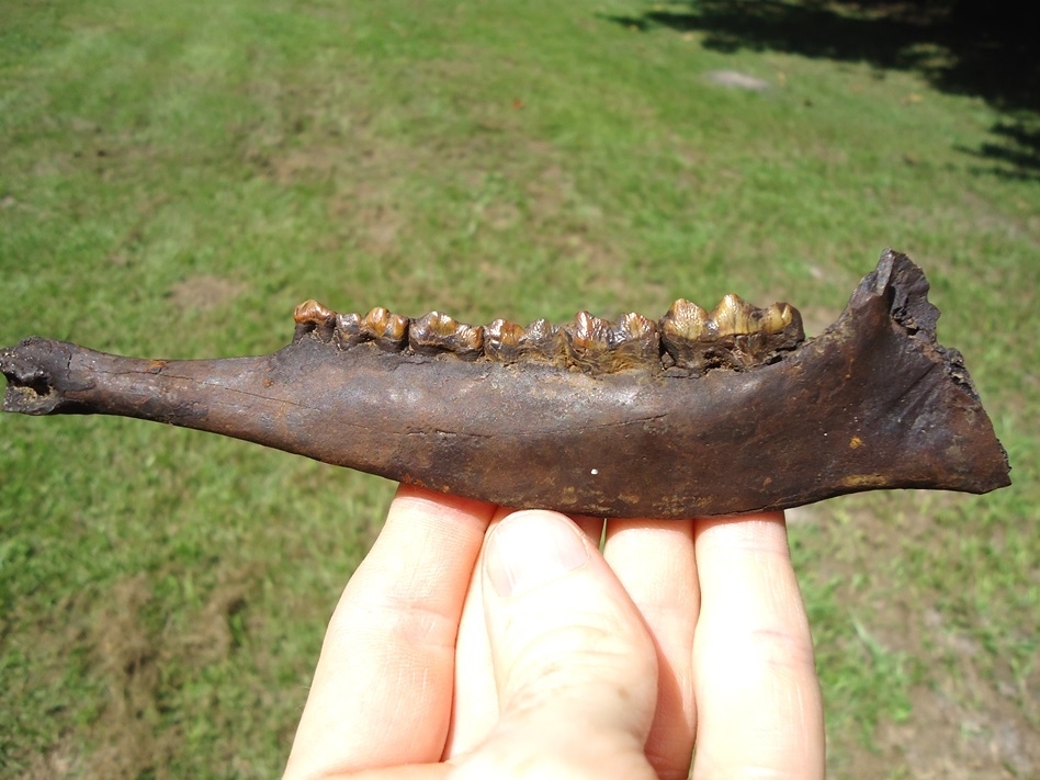 Large image 1 Highly Attractive Deer Mandible with Six Orange Teeth