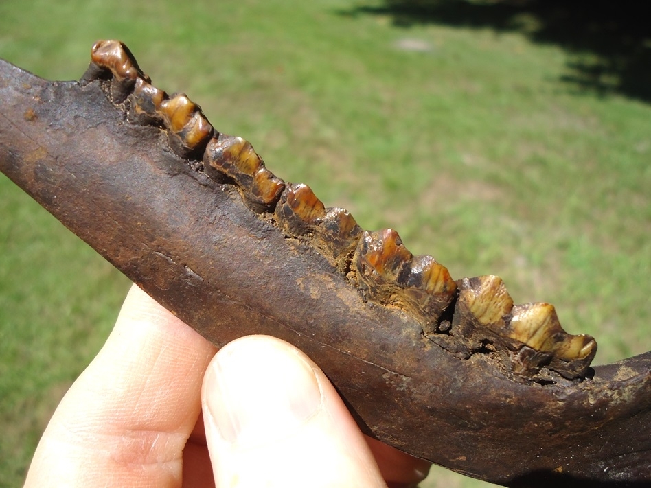 Large image 2 Highly Attractive Deer Mandible with Six Orange Teeth