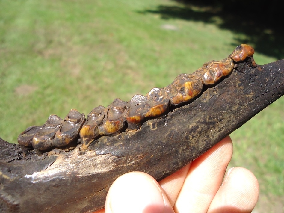 Large image 3 Highly Attractive Deer Mandible with Six Orange Teeth