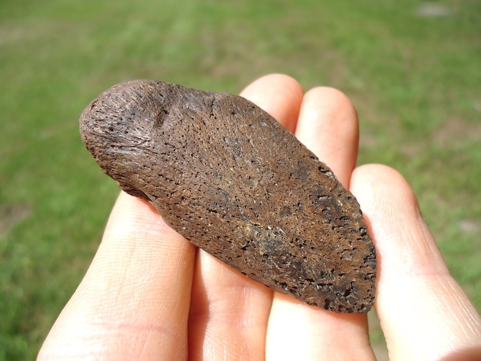 Large image 1 Excellent Giant Tortoise Claw Core