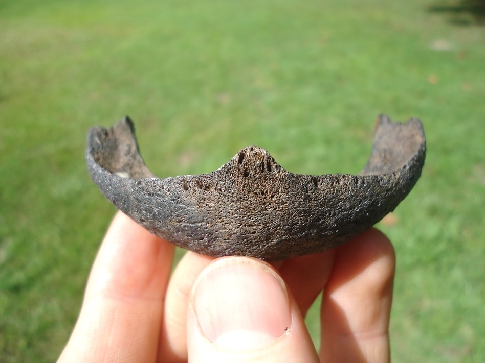 Large image 1 Rare Snapping Turtle Mandible