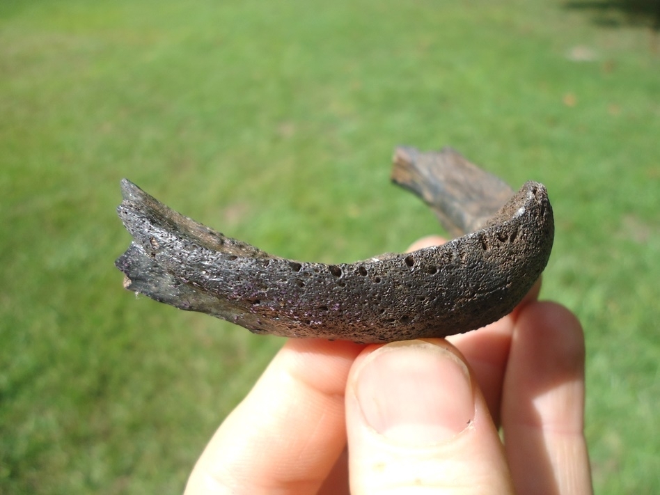 Large image 2 Rare Snapping Turtle Mandible