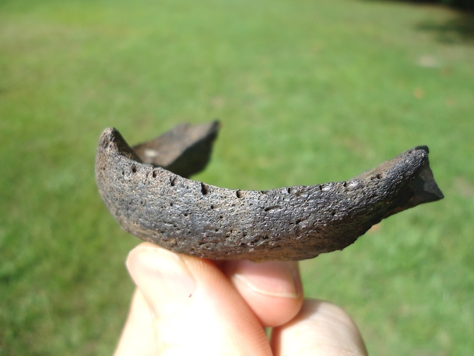 Large image 3 Rare Snapping Turtle Mandible