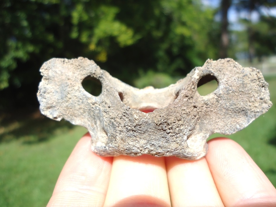 Large image 1 Rare Grey Fox Atlas Vertebra