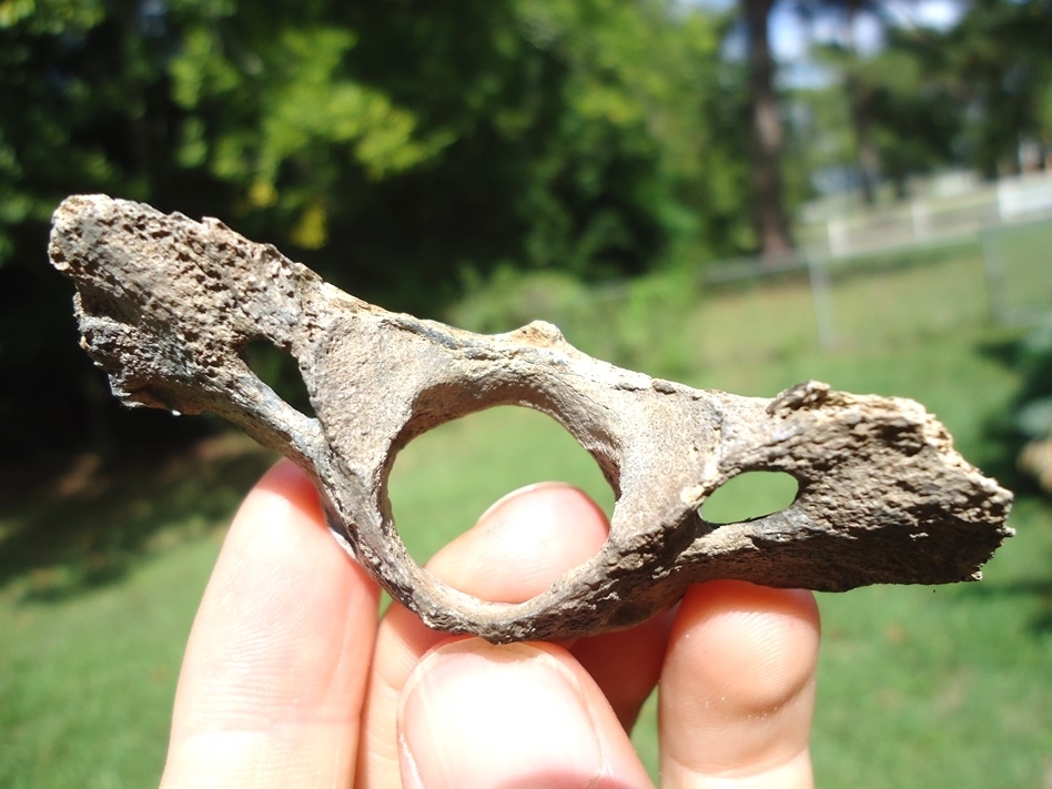 Large image 2 Rare Grey Fox Atlas Vertebra