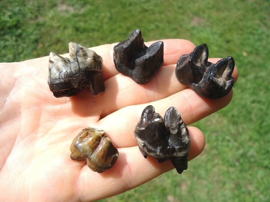 Large image 2 Five Choice Tapir Molars