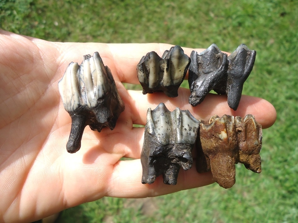 Large image 2 Five Choice Llama Molars