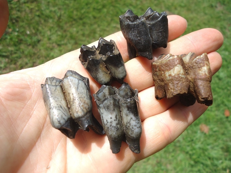 Large image 3 Five Choice Llama Molars