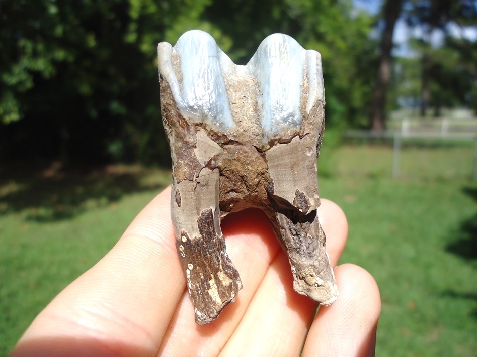Large image 1 Beautiful Fully Rooted Blue Bison Molar