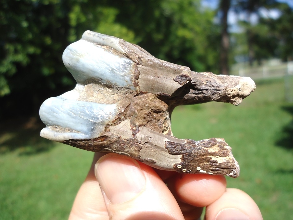 Large image 3 Beautiful Fully Rooted Blue Bison Molar