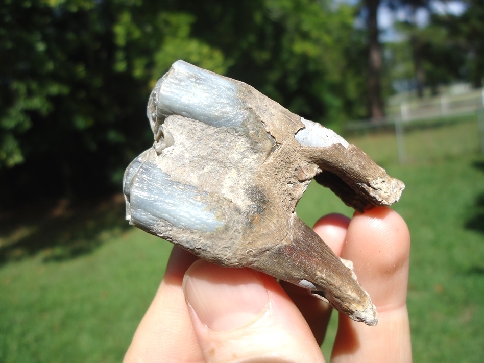 Large image 4 Beautiful Fully Rooted Blue Bison Molar