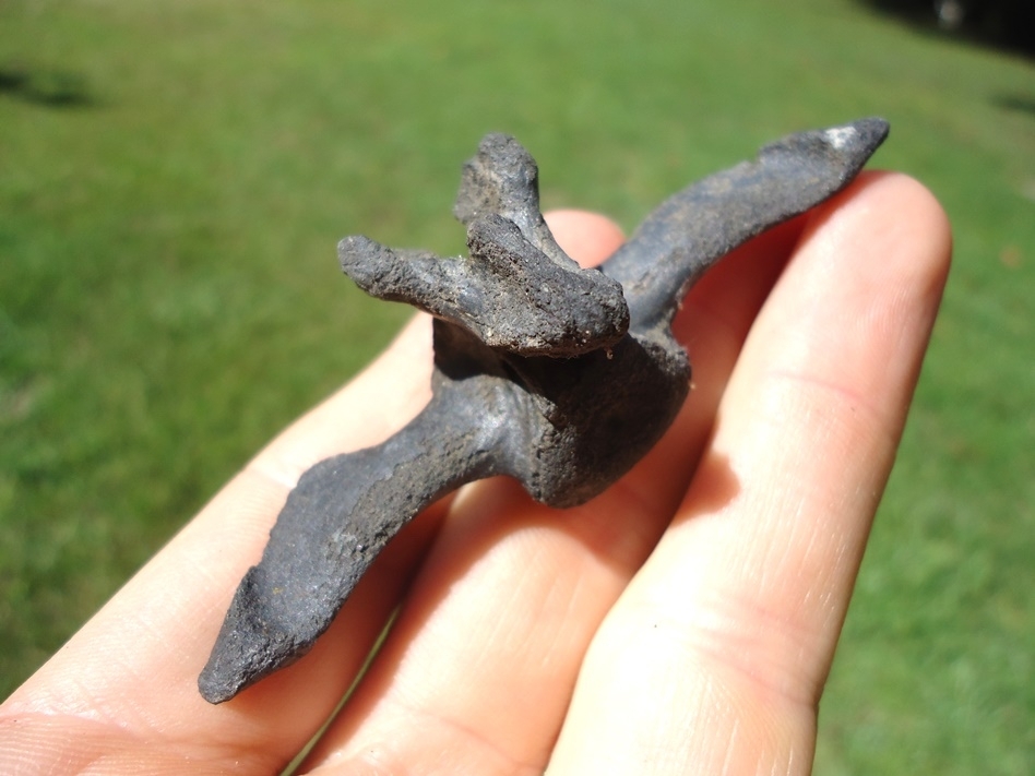 Large image 3 Remarkable Extinct Armadillo Caudal Vertebra