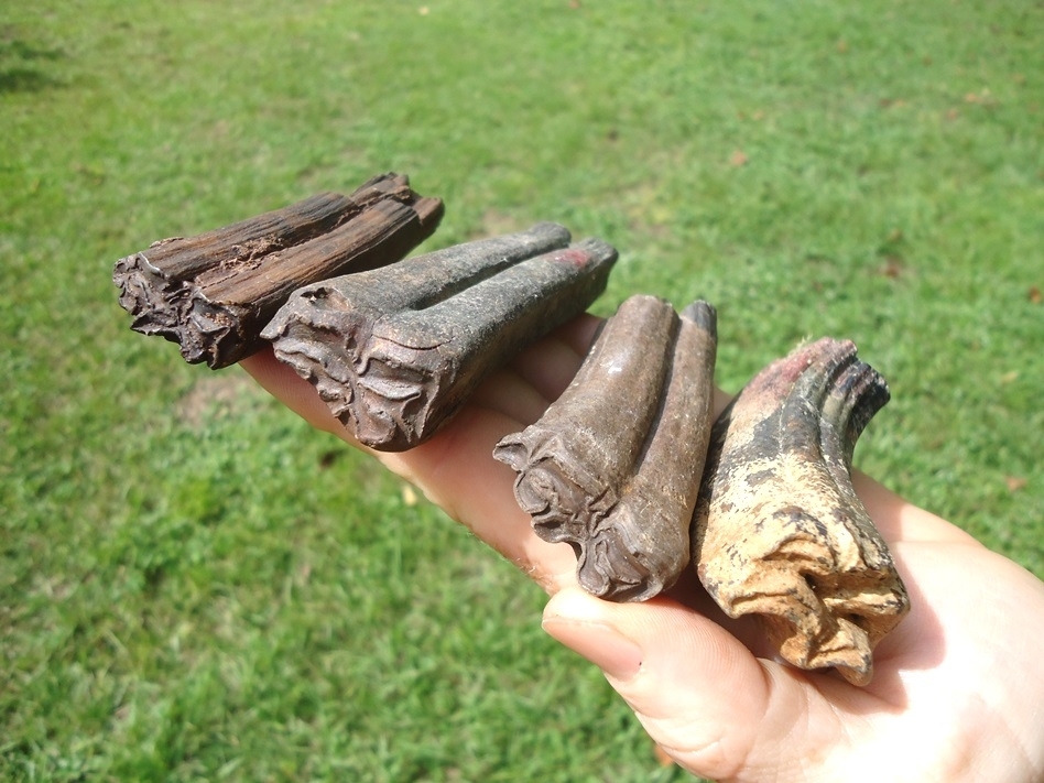 Large image 1 Four Extremely Large Horse Teeth