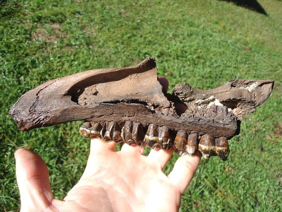 Large image 1 World Class Tapir Maxilla with Six Colorful Teeth