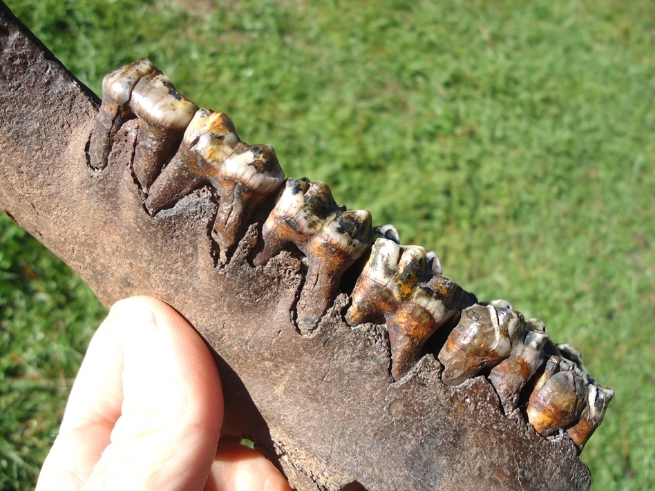 Large image 3 World Class Tapir Maxilla with Six Colorful Teeth