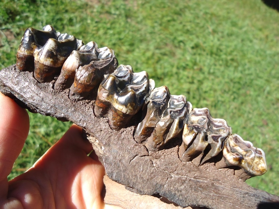 Large image 4 World Class Tapir Maxilla with Six Colorful Teeth