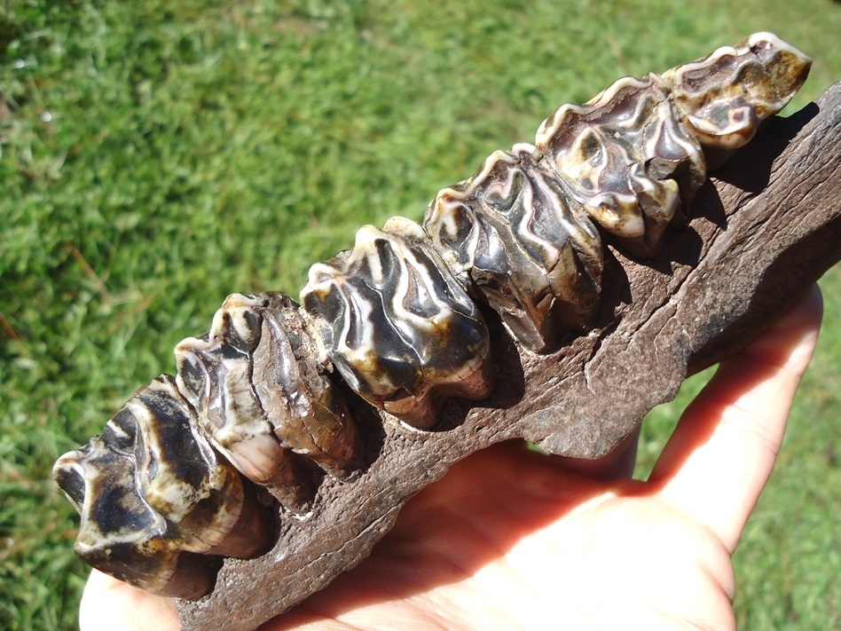 Large image 5 World Class Tapir Maxilla with Six Colorful Teeth