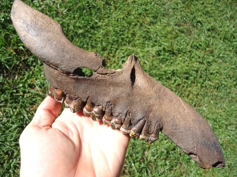 Large image 6 World Class Tapir Maxilla with Six Colorful Teeth