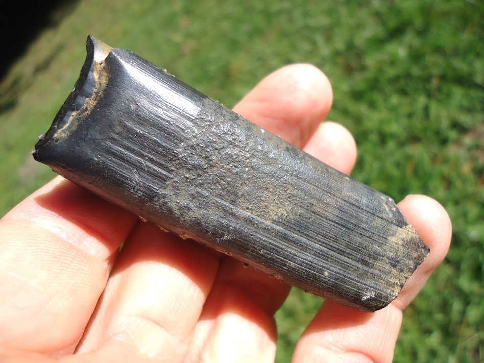 Large image 2 Quality Megalonyx Sloth Tooth