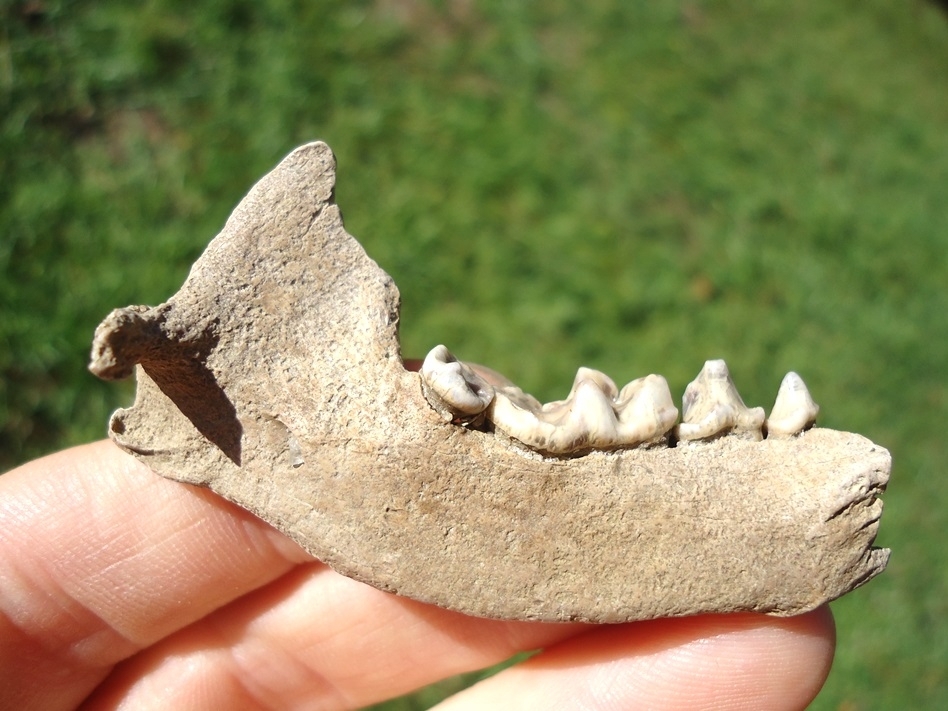 Large image 1 Top Quality Otter Mandible with Four Teeth