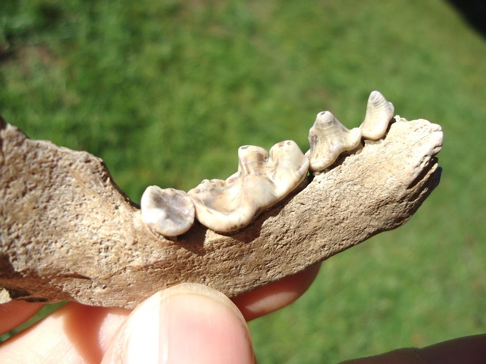 Large image 2 Top Quality Otter Mandible with Four Teeth