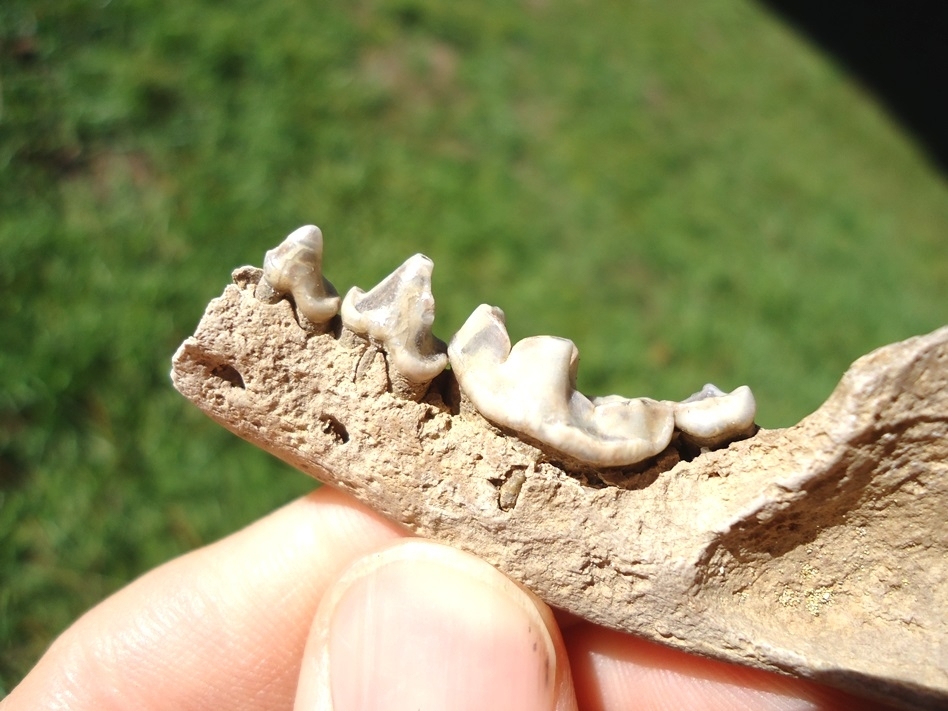 Large image 3 Top Quality Otter Mandible with Four Teeth