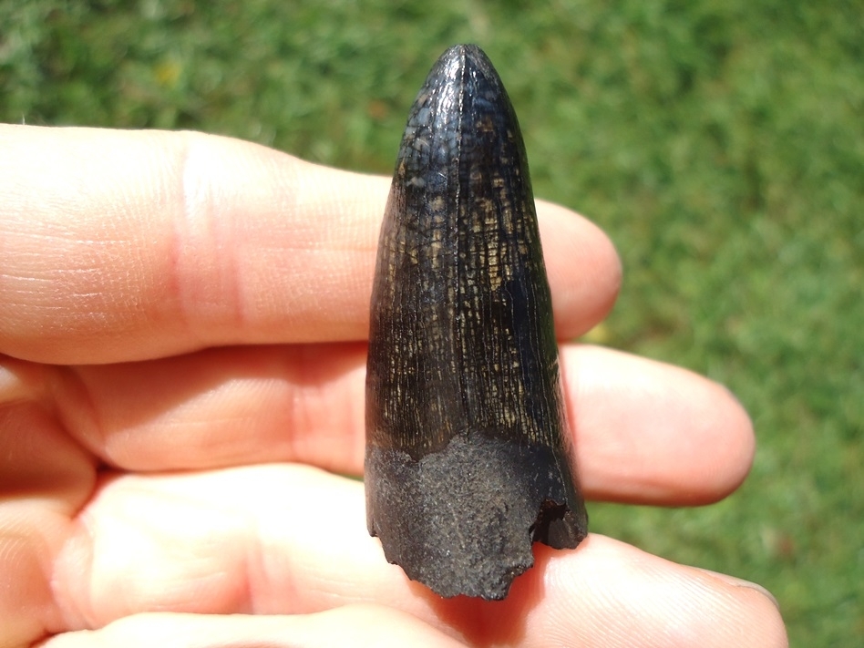 Large image 2 Extra Large Glossy Marbleized Alligator Tooth