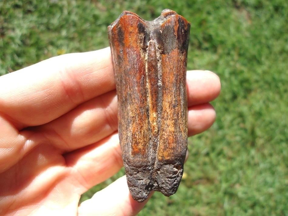 Large image 1 Incredibly Colorful Bison Tooth