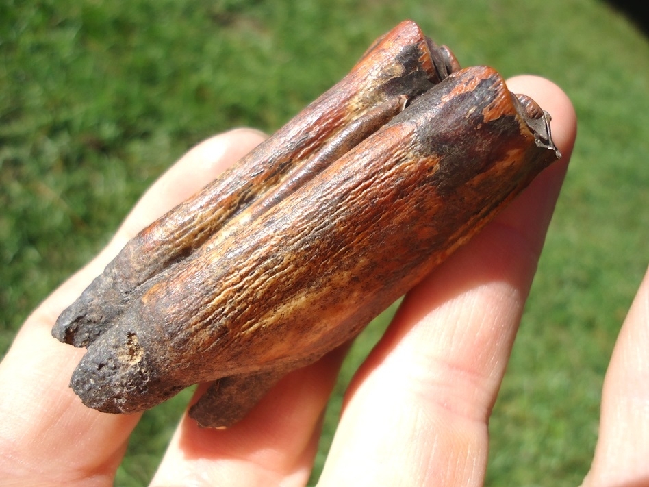 Large image 2 Incredibly Colorful Bison Tooth