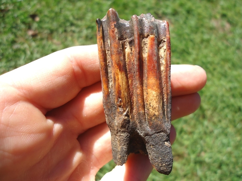 Large image 3 Incredibly Colorful Bison Tooth