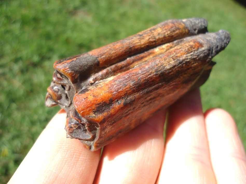 Large image 5 Incredibly Colorful Bison Tooth