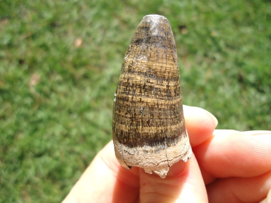 Large image 1 Extra Large Colorful Alligator Tooth