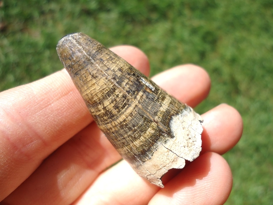 Large image 2 Extra Large Colorful Alligator Tooth