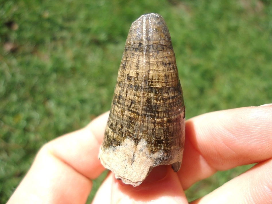 Large image 3 Extra Large Colorful Alligator Tooth