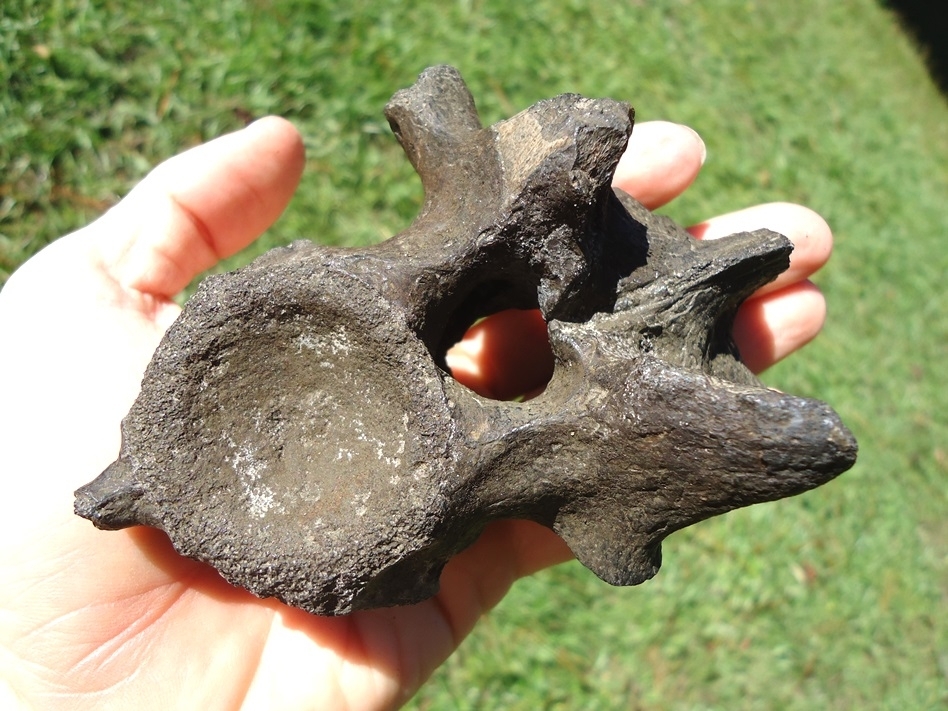 Large image 3 Extra Large Alligator Vertebra