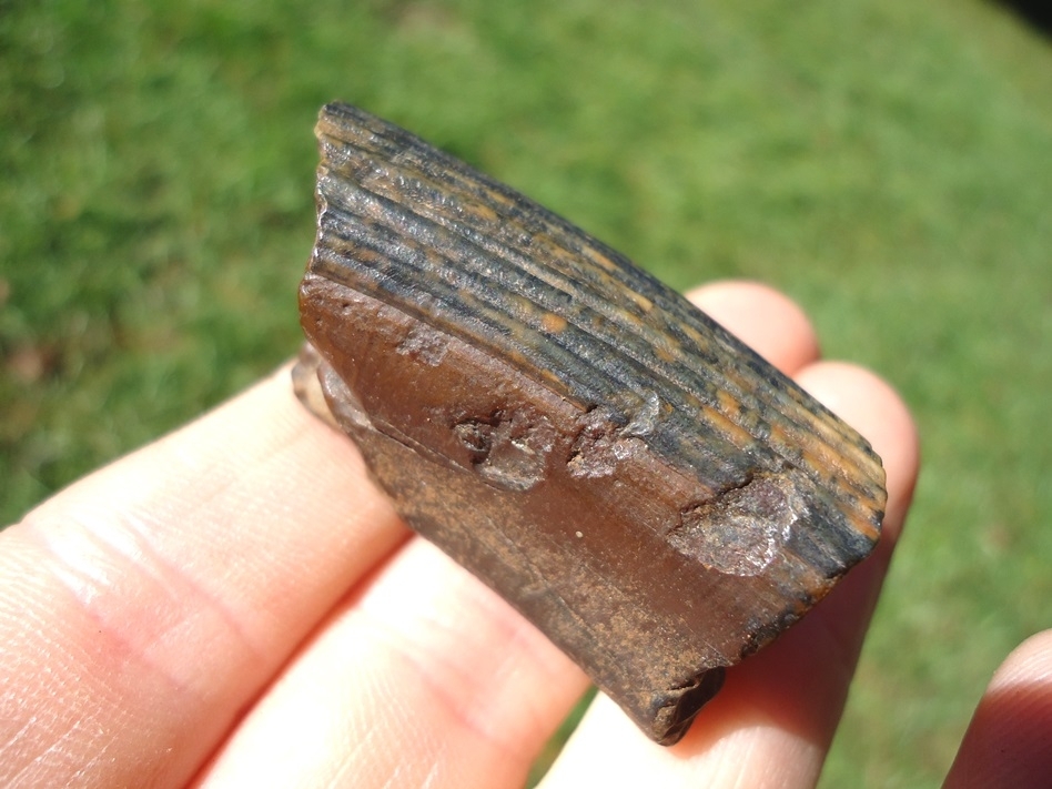 Large image 1 Nice Section of Giant Beaver Incisor