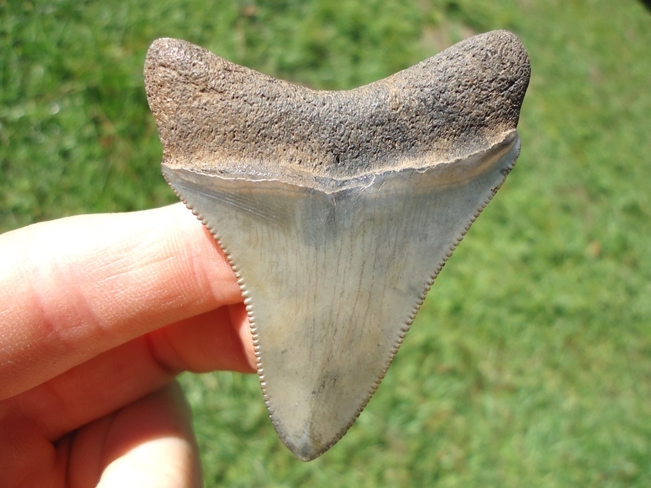 Large image 1 Sweet 2.31' Megalodon Shark Tooth with Bite Mark