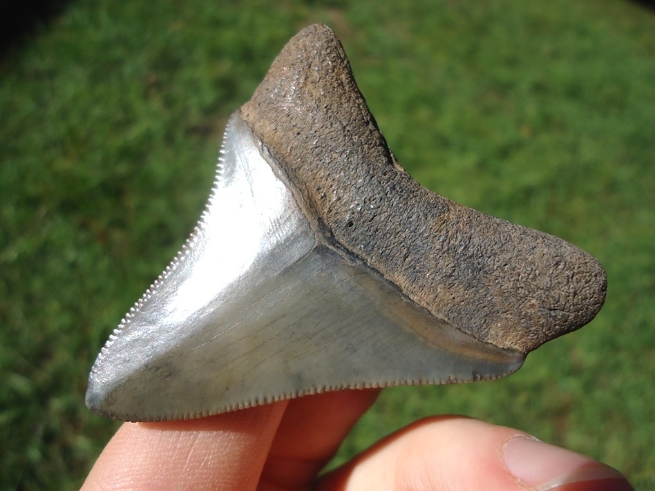 Large image 2 Sweet 2.31' Megalodon Shark Tooth with Bite Mark