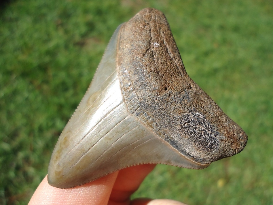 Large image 3 Sweet 2.31' Megalodon Shark Tooth with Bite Mark