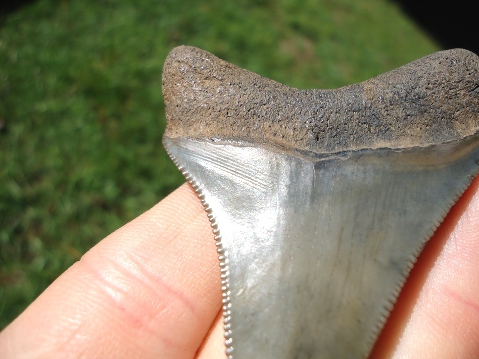 Large image 4 Sweet 2.31' Megalodon Shark Tooth with Bite Mark