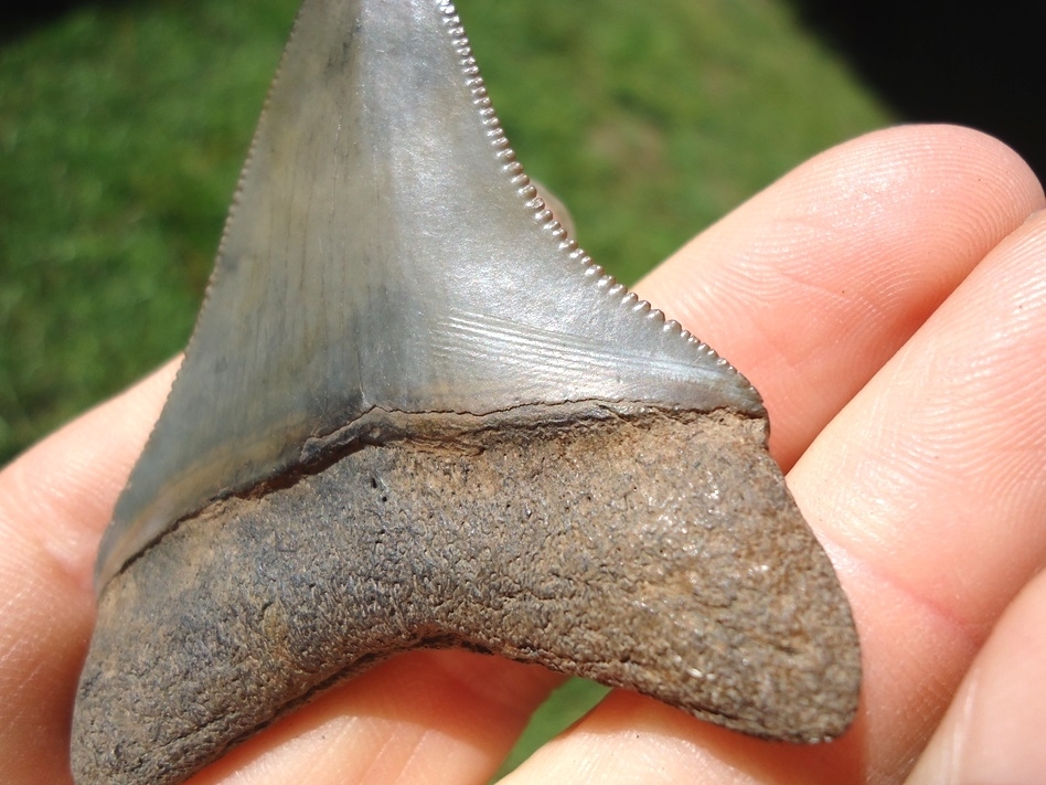Large image 5 Sweet 2.31' Megalodon Shark Tooth with Bite Mark
