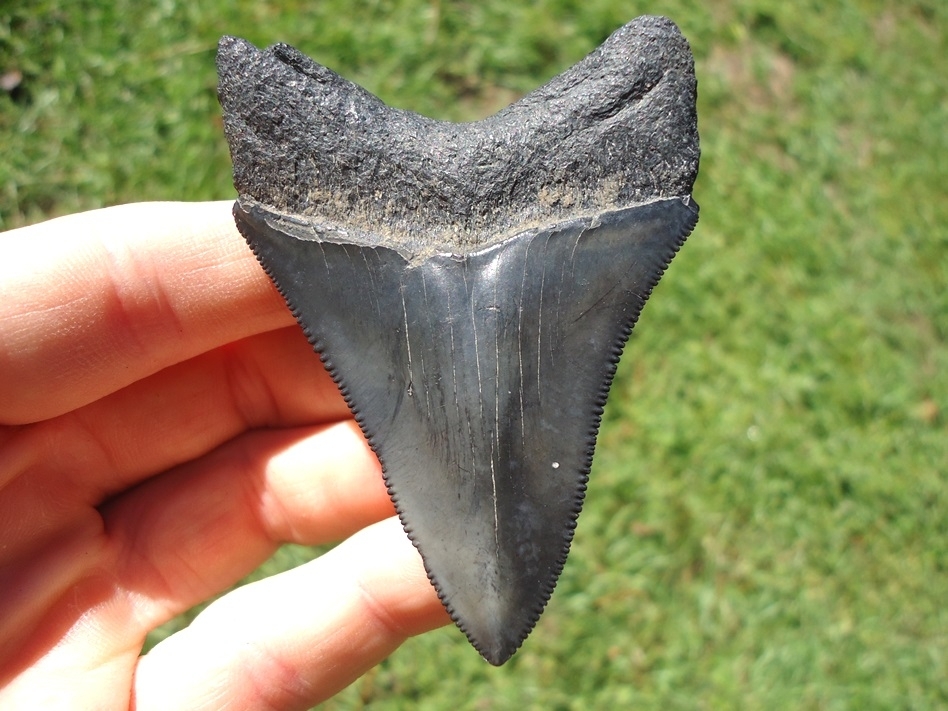 Large image 1 Sweet Jet Black Megalodon Shark Tooth